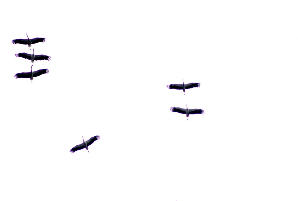 Einige Störche fliegend am Himmel, von unten fotografiert