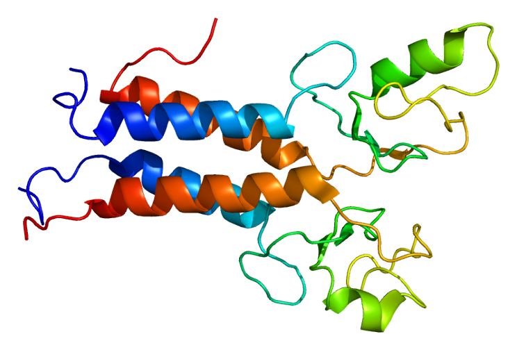 Grafische Darstellung des Proteins 1jm7 (als Produkt des Gens BRCA1) mit dem Bindepartner BARD1. Beide Proteine besitzen sowohl am C- wie auch N-Terminus eine Alpha-Helix, die zusammen ein 4-Helix-Bündel bilden.
