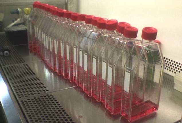 Ca. 20 schmale Zellkulturflaschen stehen aufrecht in einer Sterilbank, befüllt mit etwas roter Nährlösung